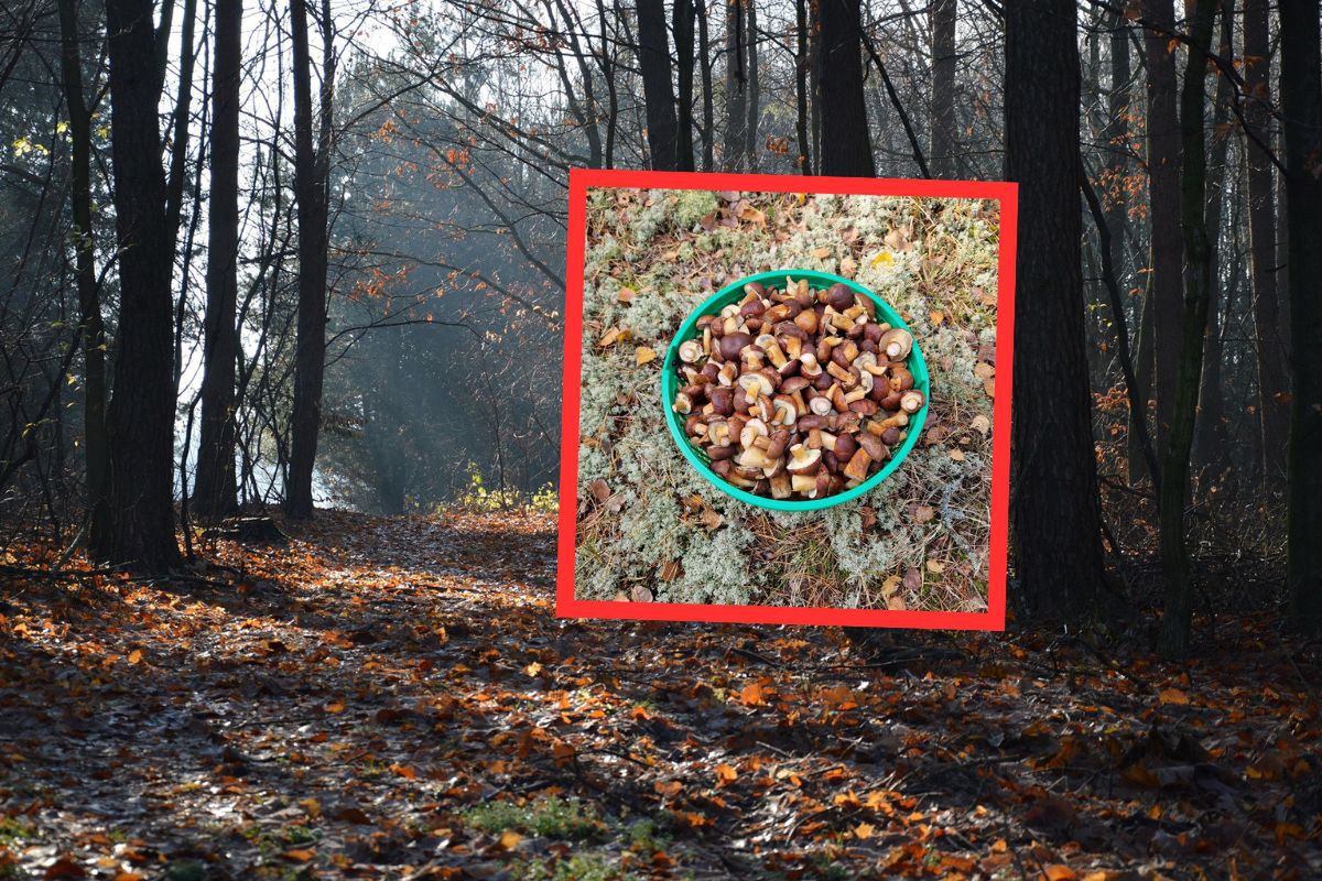 "Coś się zaczyna". Grzybiarz zebrał całe wiadro. Wciąż są w lesie