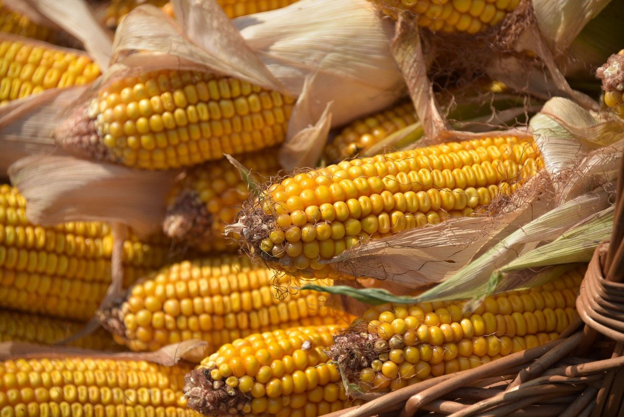 100 zł więcej za kukurydzę. Trwa skup