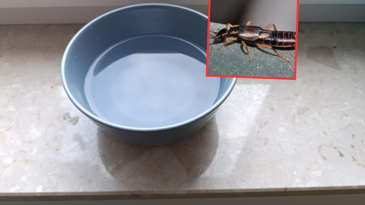 Szczypawice utopią się w occie