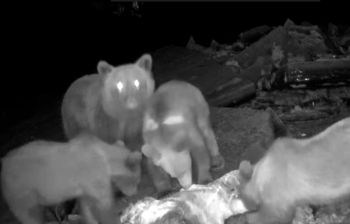 Leśnicy pokazali wideo. Niedźwiedzie przyłapane podczas uczty