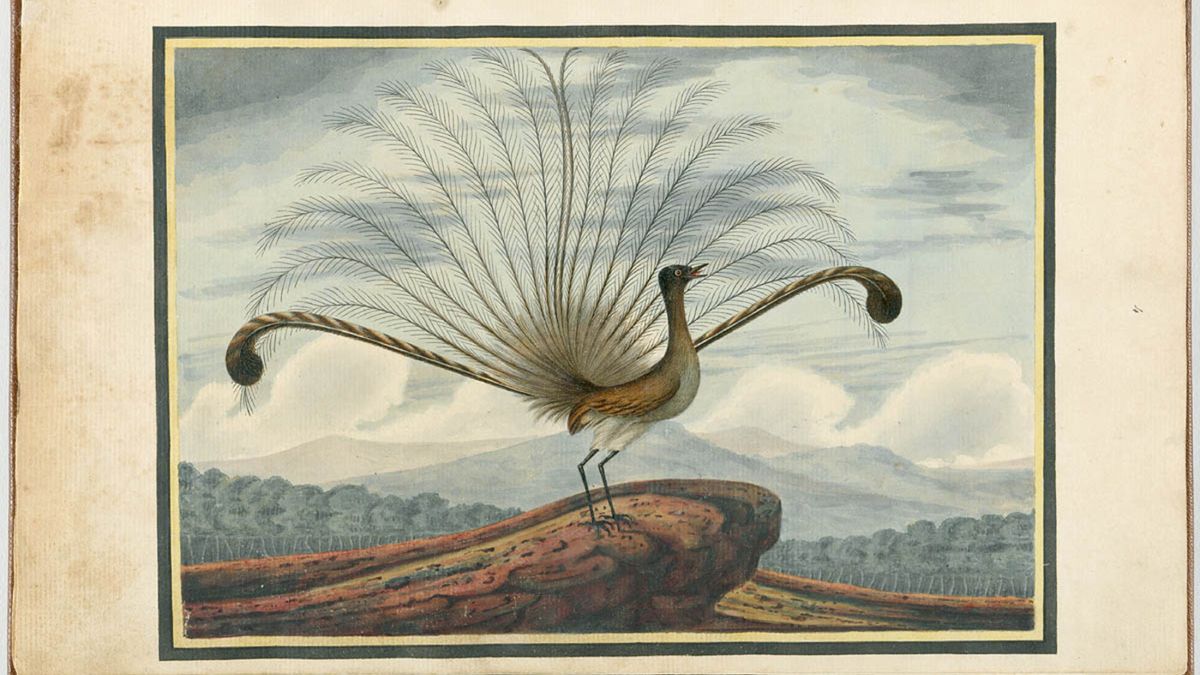 Lyrebird (pl. lirogon), obraz pędzla Richarda Browne, źródło: Wikimedia