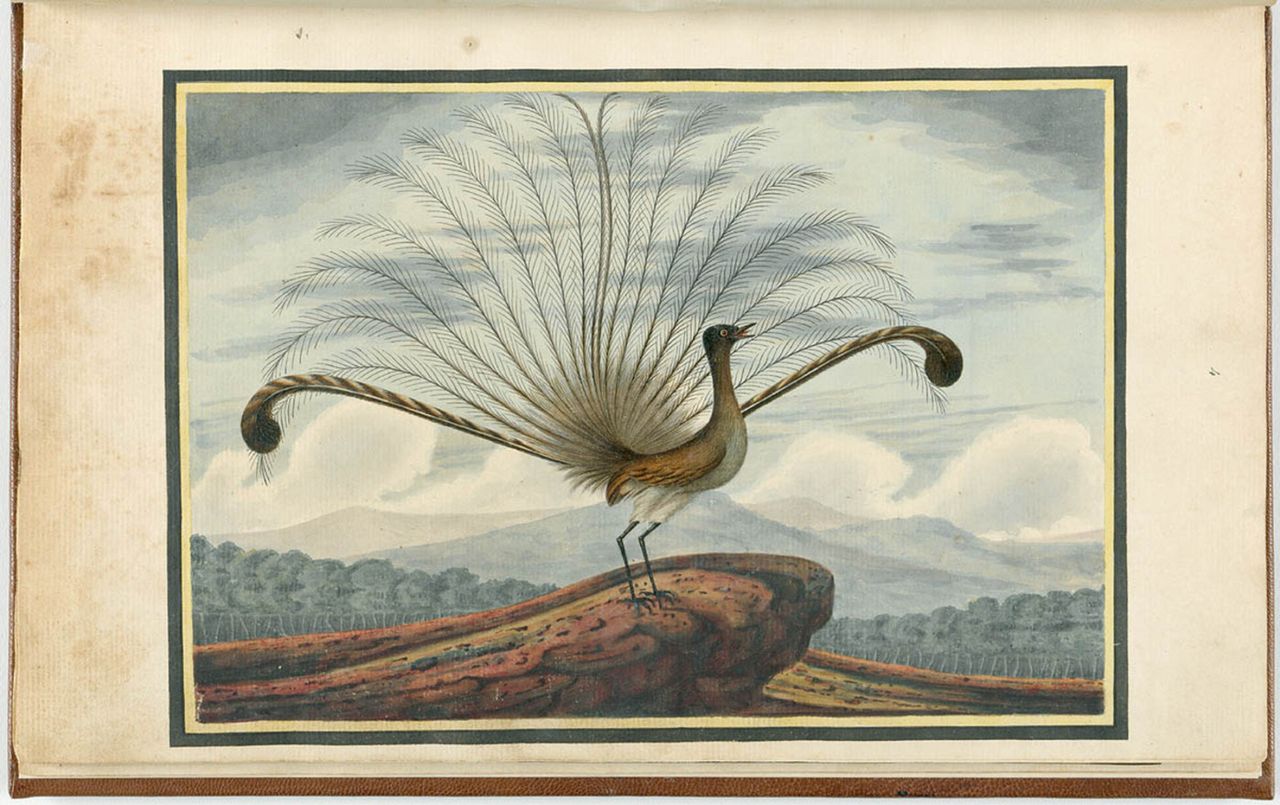 Lyrebird (pl. lirogon), obraz pędzla Richarda Browne, źródło: Wikimedia