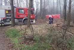 Wstrząsające okoliczności śmierci podczas wycinki drzew pod Toruniem. "Wszyscy piliśmy"