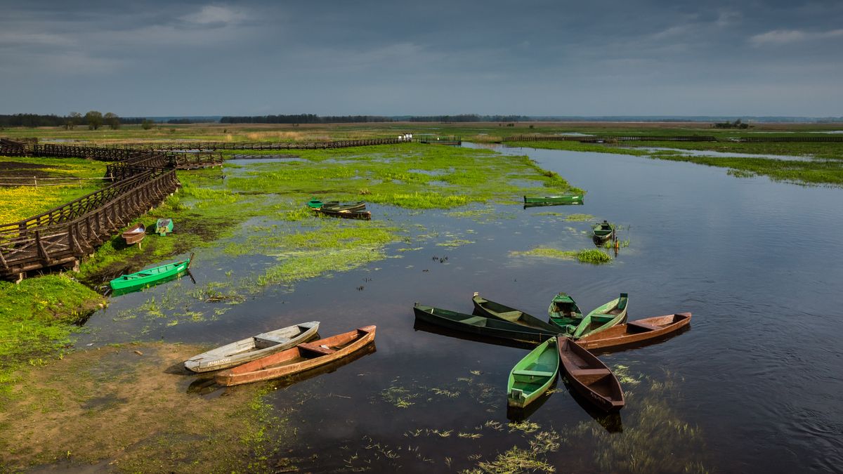 Rozlewisko Narwi w pobliżu wioski Waniewo 