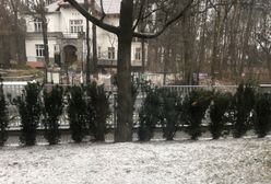 Warszawa. Spadł pierwszy śnieg! IMGW alarmuje