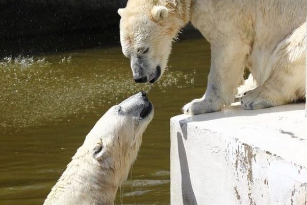 Urodziny niedźwiedzi. Z prezentem do zoo wejdziesz za darmo!