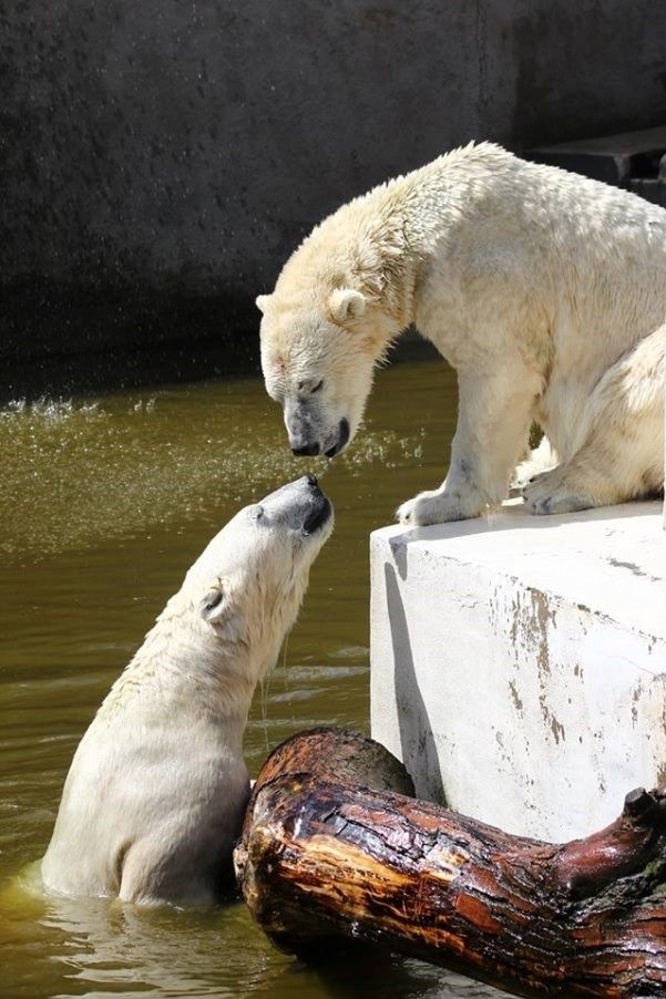 Urodziny niedźwiedzi. Z prezentem do zoo wejdziesz za darmo!