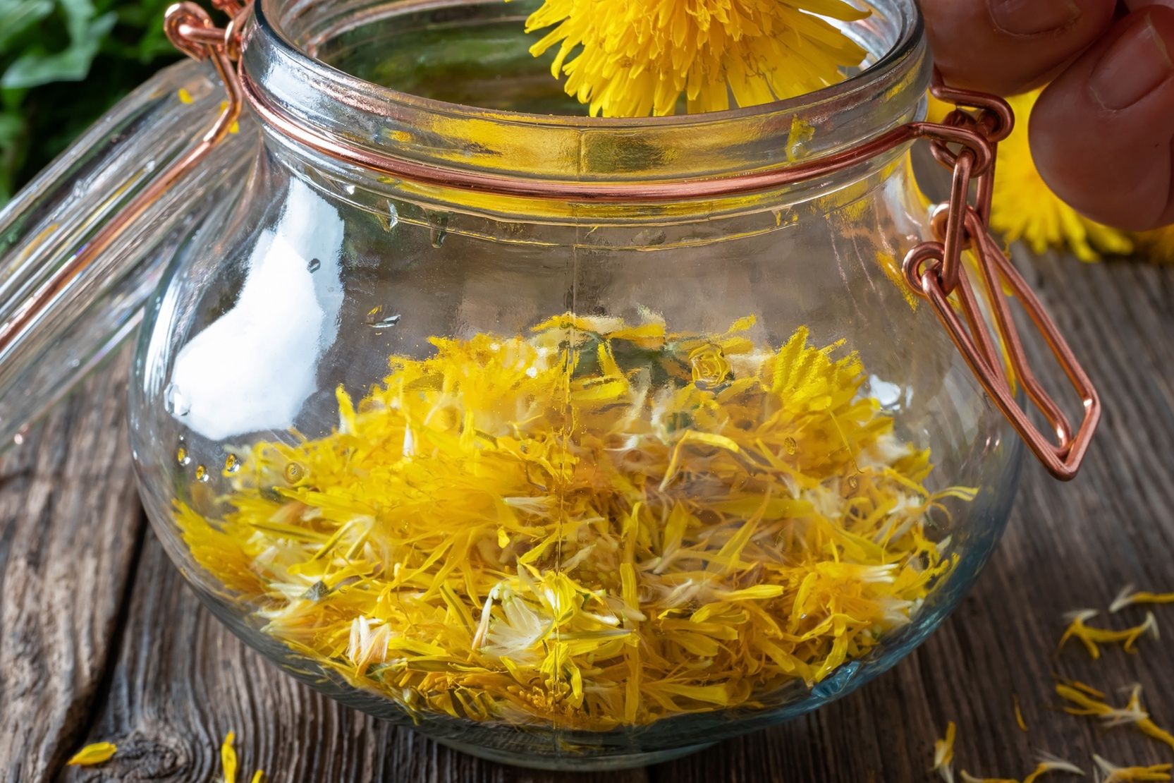 Preparation of dandelion syrup from fresh dandelionsPreparation of dandelion syrup from fresh flowersMadeleine Steinbach / 500pxtaraxacum, cankerwort, lion's-tooth, wooden, spring, bloom, healthy, health, fresh, herbal, natural, wild, medicinal, naturopathy, delicious, herbalism, healing, remedy, wood, glass, process, sweet, green, person, hold