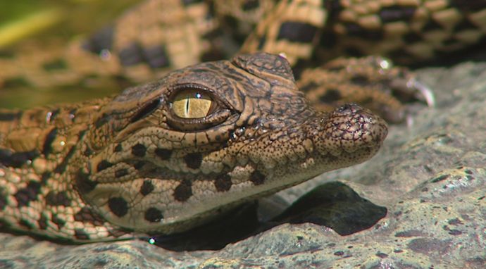 Drapieżnik kontra ofiara