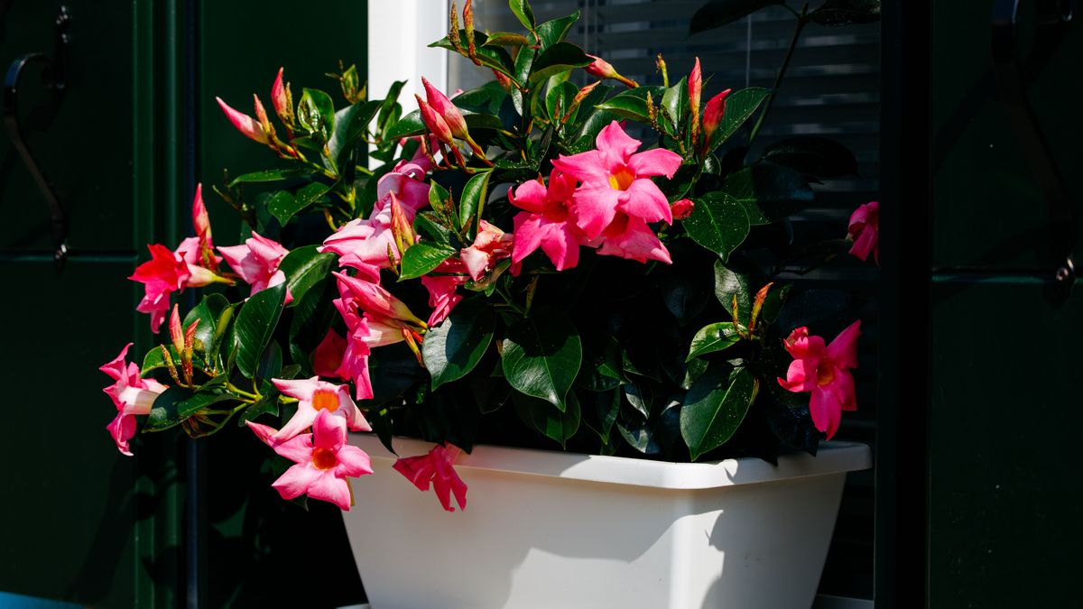 Jakie rośliny balkonowe schować na zimę?