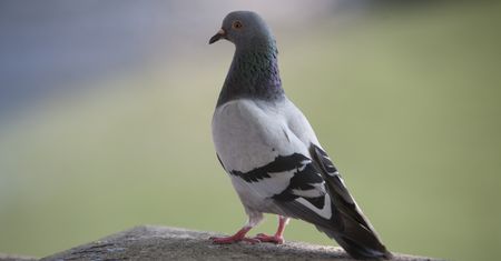 Najgorszy fetor dla gołębi. Będą omijać balkon szerokim łukiem