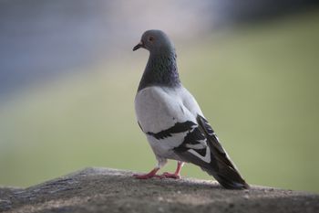 Najgorszy fetor dla gołębi. Będą omijać balkon szerokim łukiem