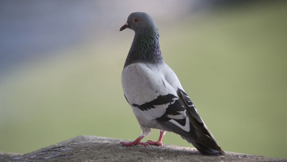 Gołębie coraz częściej atakują nasze balkony