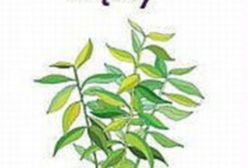 Dni walczącej Stolicy. Kronika Powstania Warszawskiego