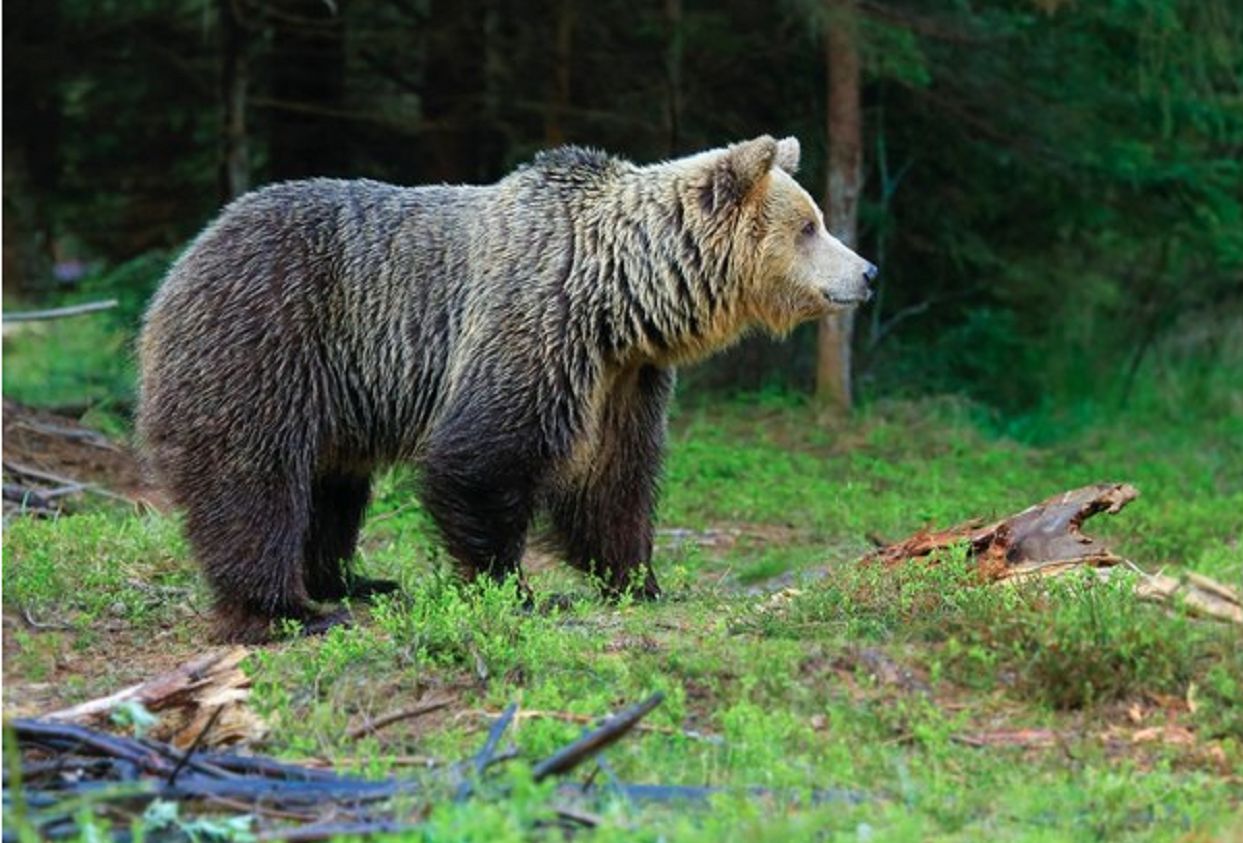 W Tatrach wzięli się za niedźwiedzie. Będą chodziły z kamerami