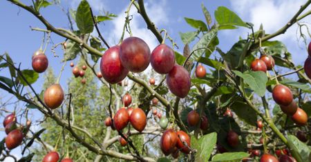 Właściwości tamarillo. Sprawdź, dlaczego warto sięgnąć po ten owoc