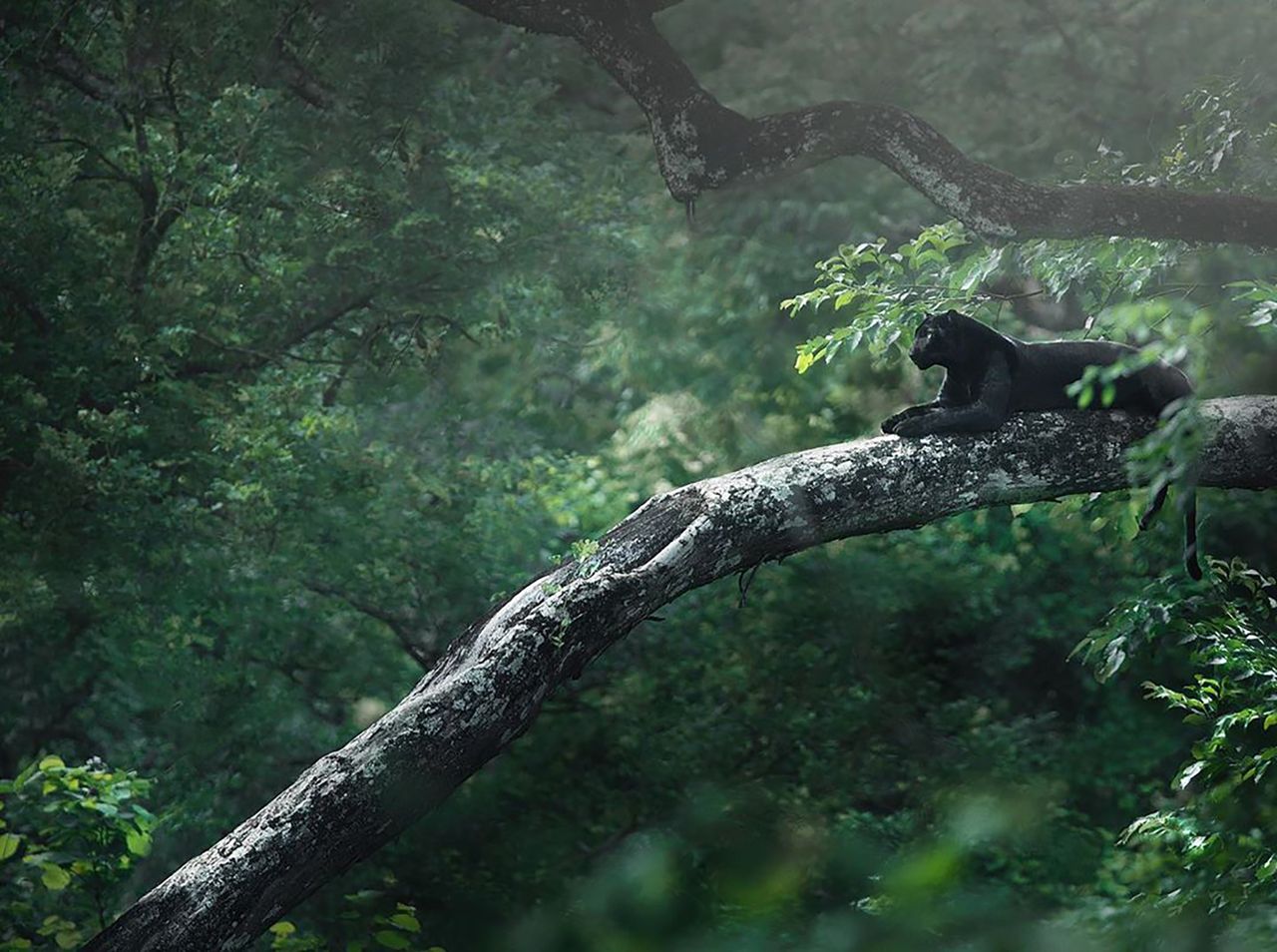Rzadka czarna pantera pokazała swój majestat w indyjskiej dżungli