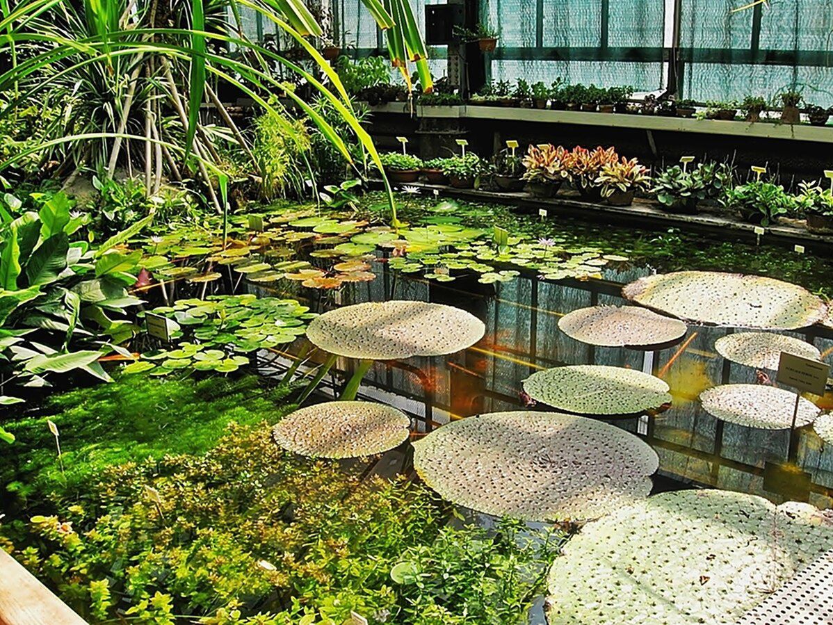 Podwodny świat. Nowa atrakcja Ogrodu Botanicznego UJ w Krakowie