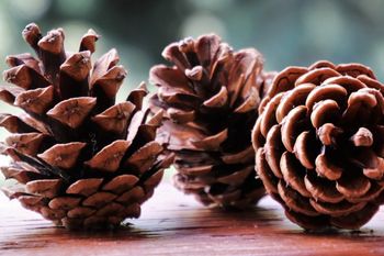 Tragedia przy zbieraniu szyszek. Nie żyje 59-latek