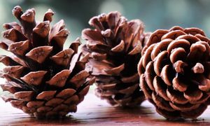 Tragedia przy zbieraniu szyszek. Nie żyje 59-latek