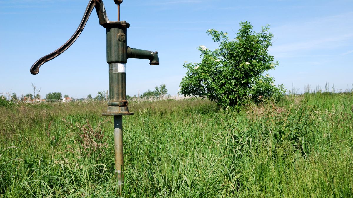 Abisynka na działce.