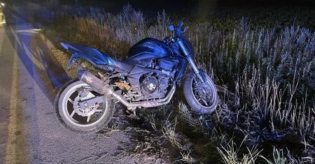 Sarna oddaliła się z miejsca zdarzenia