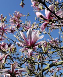 Magnolia – jakie są jej odmiany. Czy magnolia może rosnąć w ogródku? Sposoby na uprawę i pielęgnację