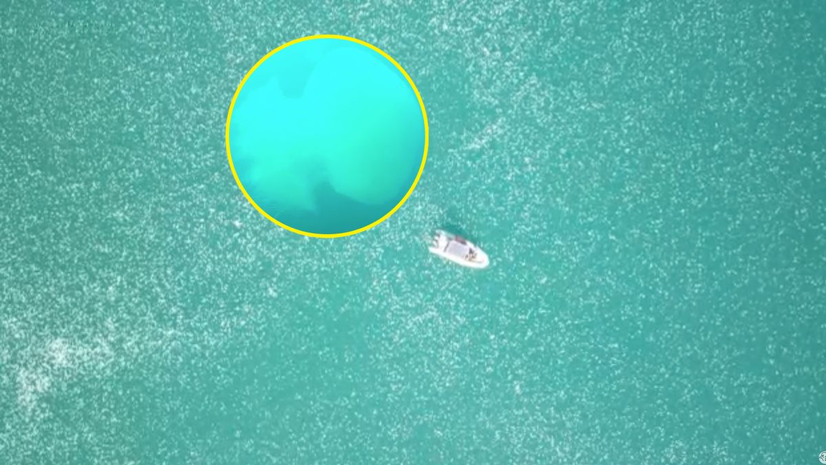 Wysyp meduz w Izraelu. Są szczególnie niebezpieczne 1