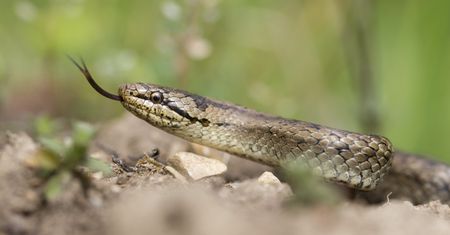 Ten wąż żyje w Polsce. Naukowcy właśnie uznali go za jadowitego