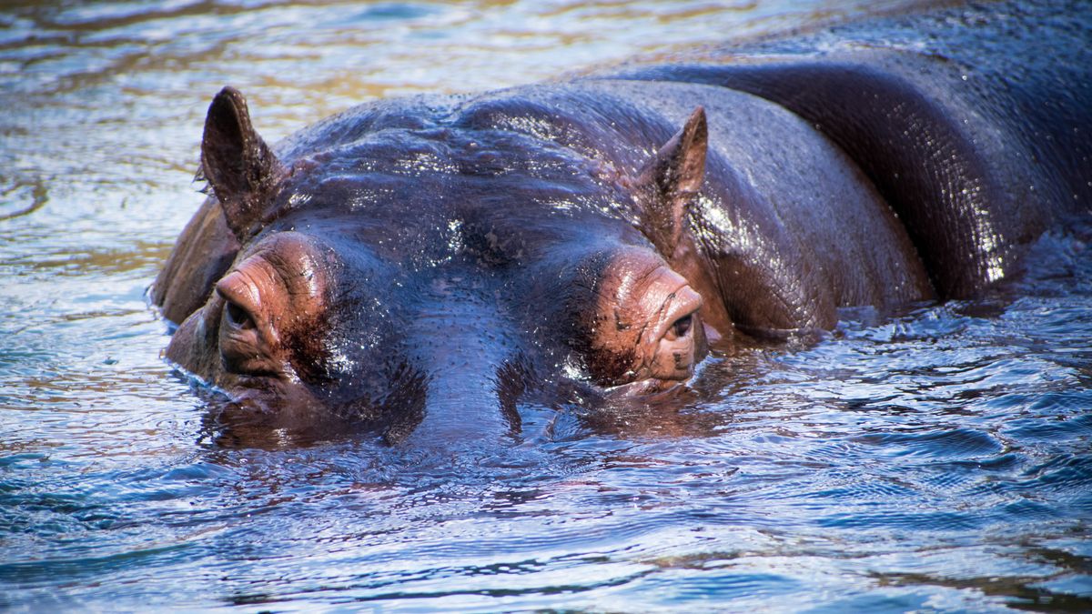 Hipopotamy wbrew pozorom potrafią być bardzo agresywne 