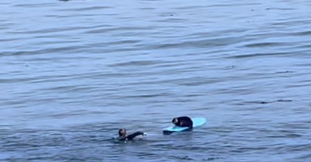 Surfująca wydra na Oceanie Spokojnym. To nagranie jest hitem