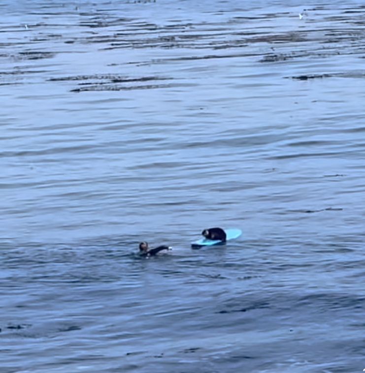 Wydra morska postanowiła surfować na desce na Oceanie Spokojnym