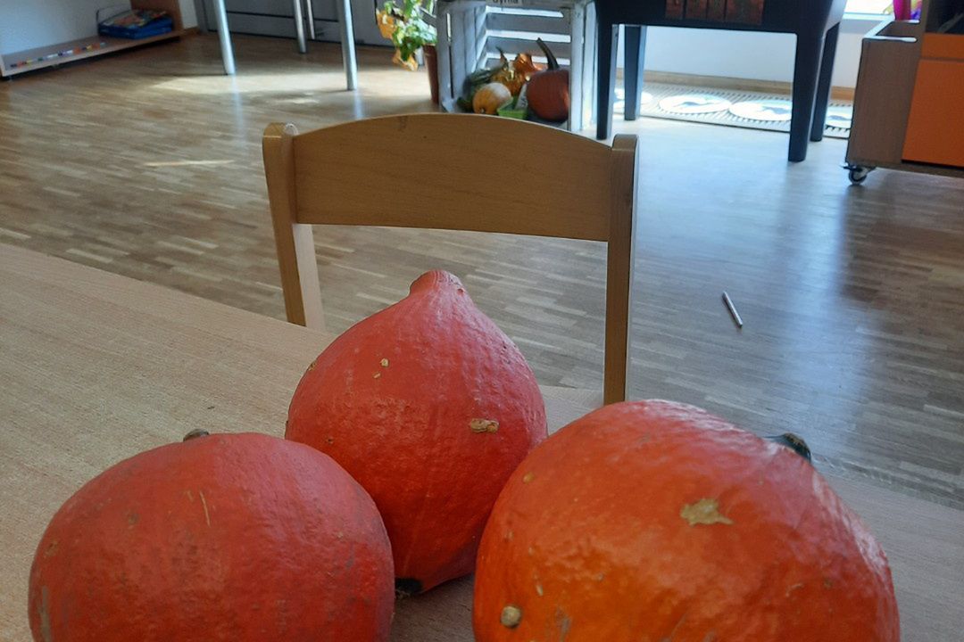 Dynie wróciły do przedszkolaków. Ktoś, kto je sobie przywłaszczył w czwartek, sprawiając tym wielką przykrość dzieciom, poszedł po rozum do głowy, posłuchał swojego sumienia i zwrócił plany małym ogrodnikom