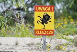 Uwaga na kleszcze. Rośnie liczba przypadków boreliozy