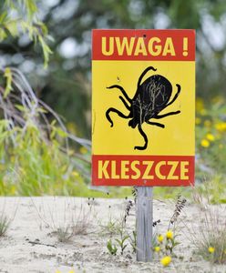 Uwaga na kleszcze. Rośnie liczba przypadków boreliozy