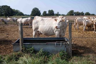Francuzom przeszkadzał wiejski zapach. Parlament podjął decyzję
