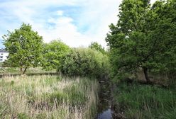 Susza. Wrocław łapie deszcz. Park Krzycki wykorzysta wody opadowe z terenów o powierzchni 68 hektarów