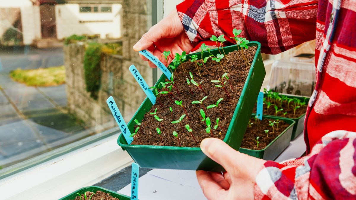 Kobieta trzyma pojemniki z sadzonkami