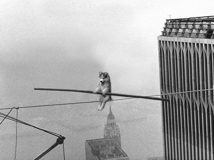 Ten Husky utknął na palmie. Komiczne zdjęcie rozpoczęło photoshopową bitwę 11