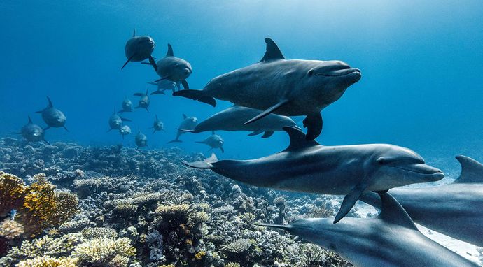 David Attenborough: Świat oceanów