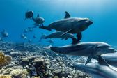 David Attenborough: Świat oceanów