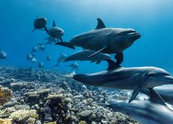 National Geographic Wild HD David Attenborough: Świat oceanów