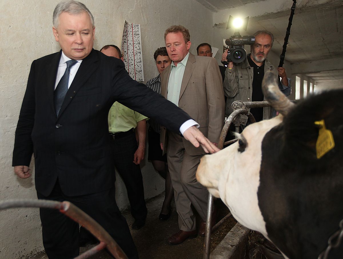 GOSTKIEWICZ: "Krowa+" i "Świnia+" to dowód na to, że Kaczyński stracił kluczowy atut [OPINIA]