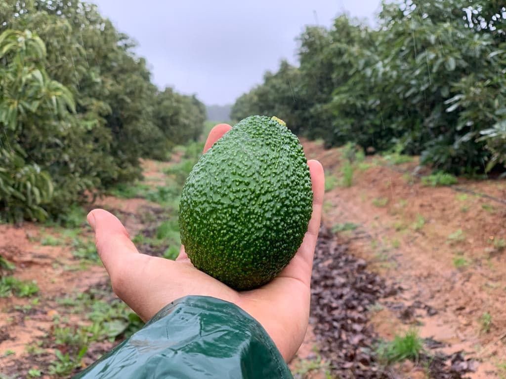 Aguacate Andaluz