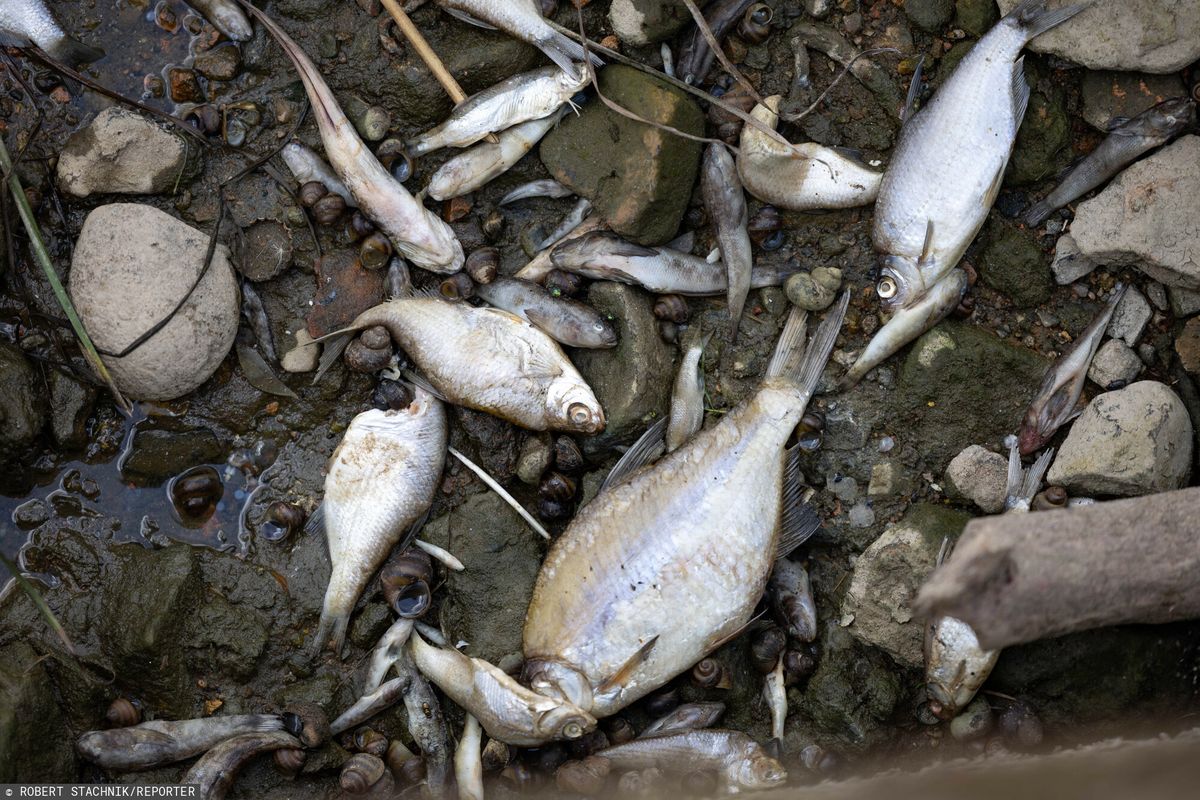 Po ulewach w Berlinie pojawiło się setki martwych ryb 
