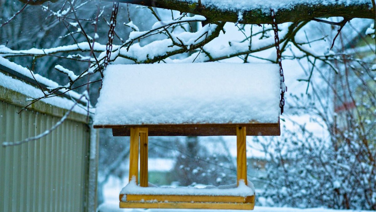 Tak dokarmione ptaki są bezpieczne. 