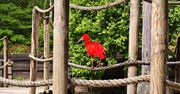 Powrót Ibisów Szkarłatnych do płockiego ogrodu zoologicznego!
