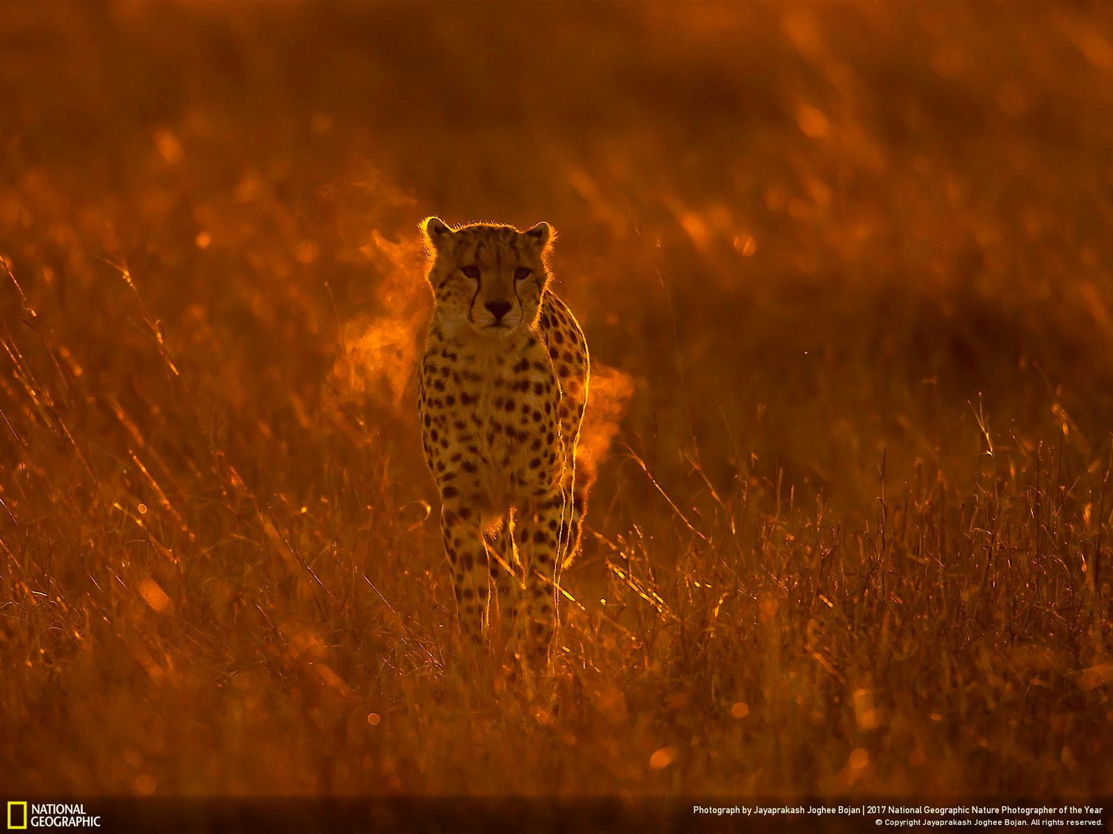 Poznaj najnowsze zgłoszone zdjęcia w konkursie Nat Geo Nature Photographer of the Year 2017 2