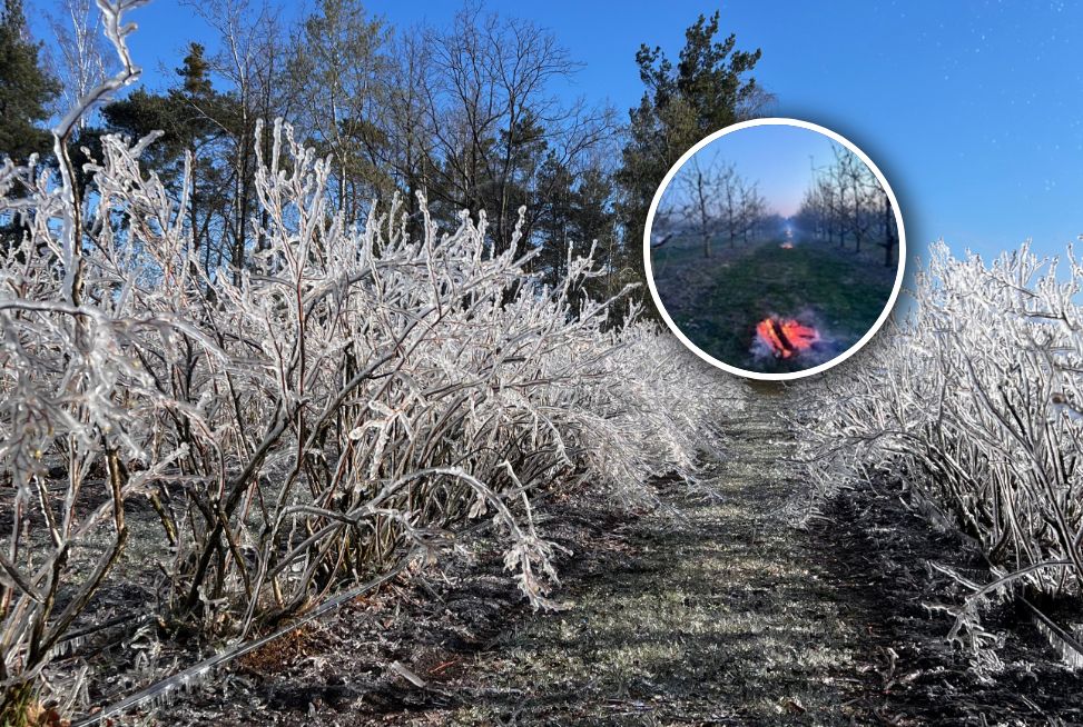 Sadownicy i plantatorzy o stratach i walce z przymrozkami