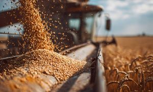 Kryzys na rynku zboża. Rolnicy apelują o skup interwencyjny